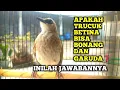 Download Lagu Apakah Trucuk BETINA bisa ropel, bonang, garuda❓ ini dia jawabannya