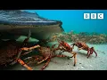 The incredible unity of the spider crab Spy in the Ocean - BBC