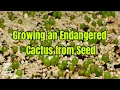 How to Grow Cacti from Seed