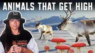 Stoners of the Animal Kingdom | Lindsay Nikole