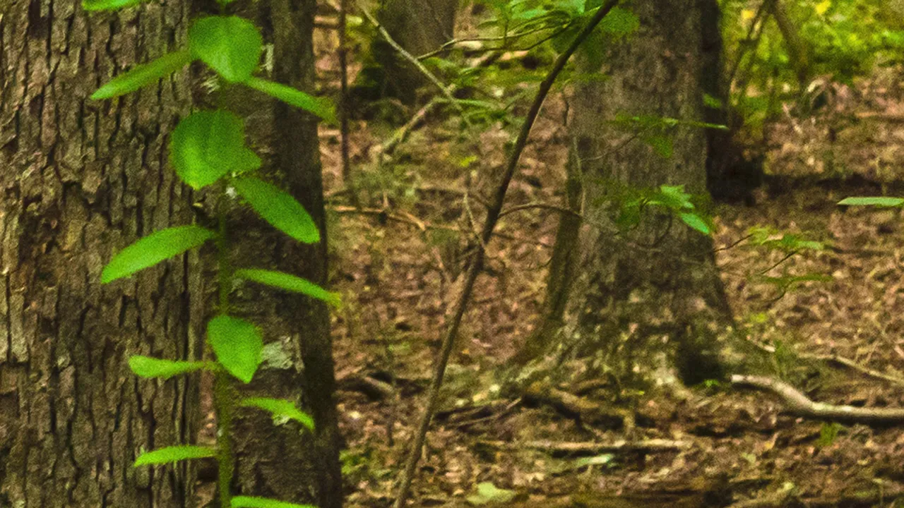 glaive - touché (audio)