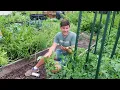 FIVE Reasons Your Garden is Growing Slowly