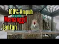 Download Lagu Prenjak Betina Gacor Memanggil Jantan [ 100% Ampuh,  Bikin Prenjak Anda Nyaut Seketika ]
