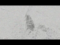 Processing animation art