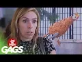 Download Lagu Best Chicken Pranks