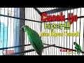 Download Lagu hiper!!!cucak ijo gacor isian kapas tembak dijamin ngamuk dan ngentrok materi mewah nembak panjang