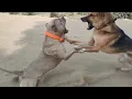 Pitbull vs German Shepherd NO CHANCE