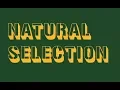 Studyforbio Natural Selection