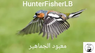 أجمل صوت لصيد الصلنج صوت دمج ٢٠٢٥ الحسون الظالم Birds Birdsounds  أجمل صوت لصيد الصلنج صوت دمج ٢٠٢٥ الحسون الظالم Birds Birdsounds