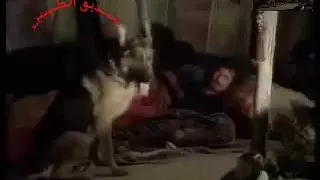 هلك شالو على مكحول يا شير وعافولك عظام الحيل يا شير دندنها