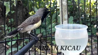 pancing burung sogon bahan anda dengan sogon gacor ini agar mau nyaut dan cepat rajin bunyi 