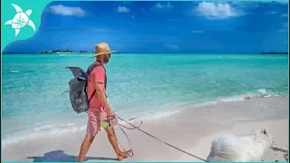 Baby Pigs & The Whale’s Waves 🐳🌊