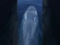 Download Lagu It’s like a living submarine! Amazing drone view of the Blue Whale!