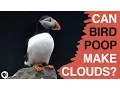 Can Bird Poop Make Clouds
