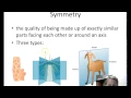 Animal Symmetry