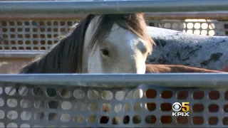 Feds Start Controversial Wild Horse Roundup in Modoc County