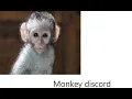 Lagu New monkey discord server