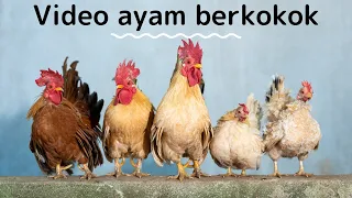 Download Video Ayam Berkokok | Rooster sound video MP3