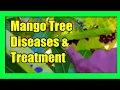 Stop Black Spot Fungal Disease on Mango Trees Anthracnose Bacterial Spot Treatment