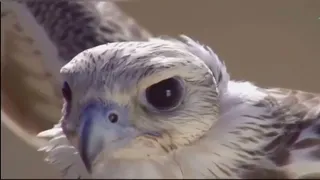 شيلة الهوسة 2 نخوة عامة شمر الطنايا كلمات احمد العساف آداء راضي العطيفي 