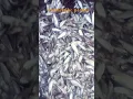 Download Lagu chopda ka Fish🐠 amazing video subscribe for more video #shorts #realskfishing #video