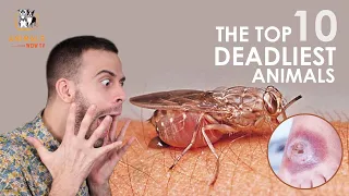 Download Top 10 Deadliest Animals In The World MP3