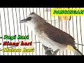 Download Lagu Pancingan dan MASTERAN burung trucukan Agar cepat bunyi gacor dan ROPEL