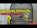 Lagu SOLUSI SOGON TIDAK JINAK-JINAK
