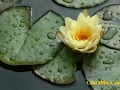 Alda Rizma - Patah Jadi Dua