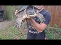 removing Leeches off my Male Common Snapping Turtle