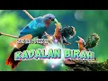 Lagu suara pikat burung kadalan RIBUT ...