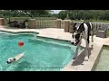 Labrador Shows Great Danes The Joy of Being a Water Dog