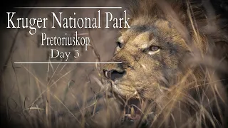 huge male lion killing a buffalo kruger national park pretoriuskop rest camp day 3