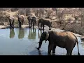 Download Lagu Rosie's Pan | Wildlife Live Stream – Greater Kruger National Park