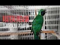 Download Lagu TEMBAKAN PERIH!!! Cucak Ijo Gacor Full Isian Pelatuk, Nembak Kasar Materi Mewah