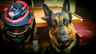 My German Shepherd loves being vacuumed!!!