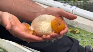 My Ranchu Goldfish Breeding operation