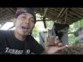 SERU VLOG CEU TARSIH - HARI YANG MANIS BIKIN LODER JAGONG ULEN SAMPEU KANG SULE
