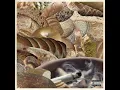 E. Coli (Instrumental)
