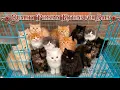 Premium Quality Persian Kittens For Sale Original Breed Only Persian cats for sale cat s