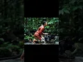 Download Lagu mencuci baju ❌ mencuci macan kumbang ✅ #shortsviral #viralvideo #blackpanther #gadiscantik #basah