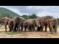Download Lagu Happy Birthday to Elephant Bai Teoy Life After Rescued - ElephantNews