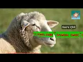 Download Lagu Suara DOMBA / EMBE