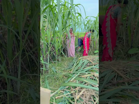 मम्मी और प्रिया क्या कर रही है #comedy #shorts #shortvideo #amarnathsdk