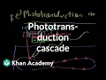 The phototransduction cascade Processing the Environment MCAT Khan Academy