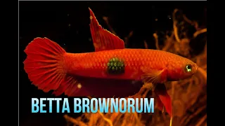 Download Betta Brownorum de acuario MP3