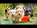 Download Lagu DOG TV: Best Video Entertain to Keep Dogs Calm \u0026 Happy When Home Alone - Anti-Stress Music for Dogs