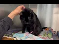 Adopt Sage Animal Orphanage Dogs Cats for Adoption