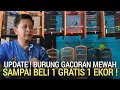 TERBARU ! BURUNG MASTERAN GACOR MEWAH BERHADIAH BELI 1 GRATIS 1 EKOR KHUSUS MURAI BATU 