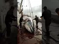 Download Lagu big tuna harvesting  #deepsea #seafood #pacific #ai #deepseafishing #fishing #pacificocean #tuna